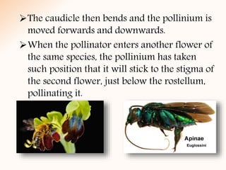 The caudicle then bends and the pollinium is
moved forwards and downwards.
When the pollinator enters another flower of
the same species, the pollinium has taken
such position that it will stick to the stigma of
the second flower, just below the rostellum,
pollinating it.
 