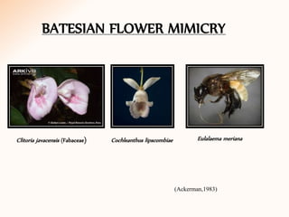 BATESIAN FLOWER MIMICRY
Cochleanthus lipscombiae Eulalaema merianaClitoria javacensis (Fabaceae)
(Ackerman,1983)
 