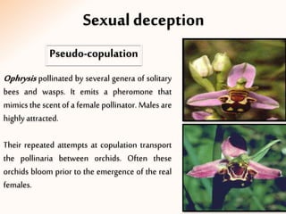 Sexual deception
Pseudo-copulation
Ophrysis pollinated by several genera of solitary
bees and wasps. It emits a pheromone that
mimics the scent of a female pollinator. Males are
highly attracted.
Their repeated attempts at copulation transport
the pollinaria between orchids. Often these
orchids bloom prior to the emergence of the real
females.
 