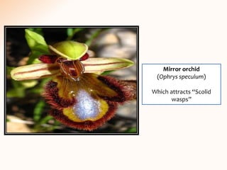 Mirror orchid
(Ophrys speculum)
Which attracts “Scolid
wasps”
 