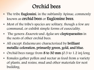 Orchid bees
• The tribe Euglossini, in the subfamily Apinae, commonly
known as orchid bees or Euglossine bees.
• Most of the tribe's species are solitary, though a few are
communal, or exhibit simple forms of eusociality.
• The genera Exaerete and Aglae are cleptoparasites in
the nests of other orchid bees.
• All except Eulaema are characterized by brilliant
metallic coloration, primarily green, gold, and blue.
• Orchid bees range from 8 to 30 mm (0.3 to 1.2 in) long
• Females gather pollen and nectar as food from a variety
of plants, and resins, mud and other materials for nest
building.
 