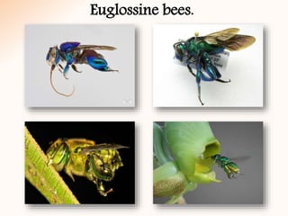 Euglossine bees.
 