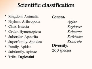 Scientific classification
• Kingdom: Animalia
• Phylum: Arthropoda
• Class: Insecta
• Order: Hymenoptera
• Suborder: Apocrita
• Superfamily: Apoidea
• Family: Apidae
• Subfamily: Apinae
• Tribe: Euglossini
Genera:
Aglae
Euglossa
Eulaema
Eufriesea
Exaerete
Diversity:
200 species
 