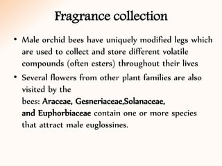 Fragrance collection
• Male orchid bees have uniquely modified legs which
are used to collect and store different volatile
compounds (often esters) throughout their lives
• Several flowers from other plant families are also
visited by the
bees: Araceae, Gesneriaceae,Solanaceae,
and Euphorbiaceae contain one or more species
that attract male euglossines.
 