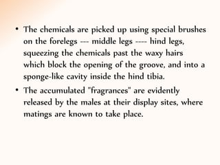 • The chemicals are picked up using special brushes
on the forelegs --- middle legs ---- hind legs,
squeezing the chemicals past the waxy hairs
which block the opening of the groove, and into a
sponge-like cavity inside the hind tibia.
• The accumulated "fragrances" are evidently
released by the males at their display sites, where
matings are known to take place.
 