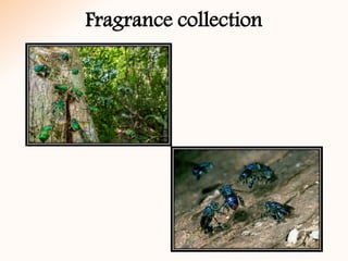 Fragrance collection
 
