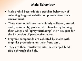 Male Behaviour
• Male orchid bees exhibit a peculiar behaviour of
collecting fragrant volatile compounds from their
environment.
• These compounds are meticulously collected, stored,
and (presumably) presented to females by fanning
their wings and “spray ventilating” their bouquet for
the inspection of prospective mates.
• Fragrant compounds are collected by males with
mop-like protrusions on their front tarsi.
• They are then transferred into the enlarged hind
tibiae through the hole.
 