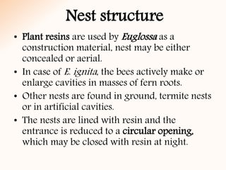 Nest structure
• Plant resins are used by Euglossa as a
construction material, nest may be either
concealed or aerial.
• In case of E. ignita, the bees actively make or
enlarge cavities in masses of fern roots.
• Other nests are found in ground, termite nests
or in artificial cavities.
• The nests are lined with resin and the
entrance is reduced to a circular opening,
which may be closed with resin at night.
 