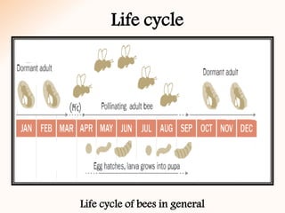 Life cycle
Life cycle of bees in general
 