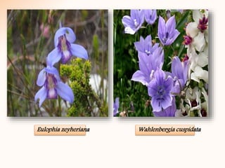 Eulophia zeyheriana Wahlenbergia cuspidata
 