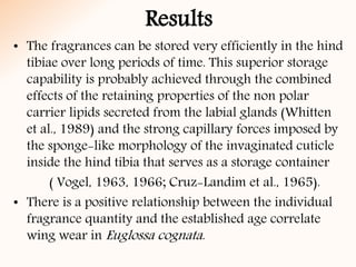 • The fragrances can be stored very efficiently in the hind
tibiae over long periods of time. This superior storage
capability is probably achieved through the combined
effects of the retaining properties of the non polar
carrier lipids secreted from the labial glands (Whitten
et al., 1989) and the strong capillary forces imposed by
the sponge-like morphology of the invaginated cuticle
inside the hind tibia that serves as a storage container
( Vogel, 1963, 1966; Cruz-Landim et al., 1965).
• There is a positive relationship between the individual
fragrance quantity and the established age correlate
wing wear in Euglossa cognata.
Results
 