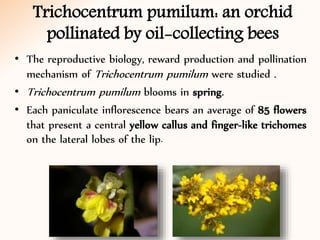 Trichocentrum pumilum: an orchid
pollinated by oil-collecting bees
• The reproductive biology, reward production and pollination
mechanism of Trichocentrum pumilum were studied .
• Trichocentrum pumilum blooms in spring.
• Each paniculate inflorescence bears an average of 85 flowers
that present a central yellow callus and finger-like trichomes
on the lateral lobes of the lip.
 