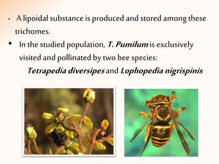 • A lipoidalsubstanceisproduced and stored among these
trichomes.
• In the studiedpopulation,T.Pumilumisexclusively
visitedand pollinatedby two bee species:
Tetrapediadiversipesand Lophopedianigrispinis
 
