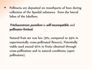 Pollinaria are deposited on mouthparts of bees during
collection of the lipoidal substance from the lateral
lobes of the labellum.
Trichocentrum pumilum is self-incompatible and
pollinator-limited.
Natural fruit set was low (9%, compared to 45% in
experimentally cross-pollinated flowers). Potentially
viable seed exceed 97% in fruits obtained through
cross-pollination and in natural conditions (open
pollination).
 