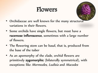 Flowers
• Orchidaceae are well known for the many structural
variations in their flowers.
• Some orchids have single flowers, but most have a
racemose inflorescence, sometimes with a large number
of flowers.
• The flowering stem can be basal, that is, produced from
the base of the tuber
• As an apomorphy of the clade, orchid flowers are
primitively zygomorphic (bilaterally symmetrical), with
exceptions: like Mormodes, Ludisia and Macodes
 