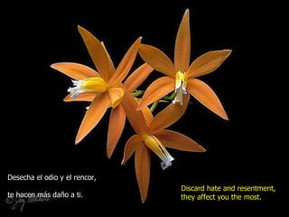 Desecha el odio y el rencor,  te hacen más daño a ti. Discard hate and resentment, they affect you the most. 