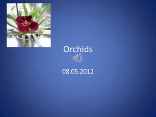 Orchids

08.05.2012
 
