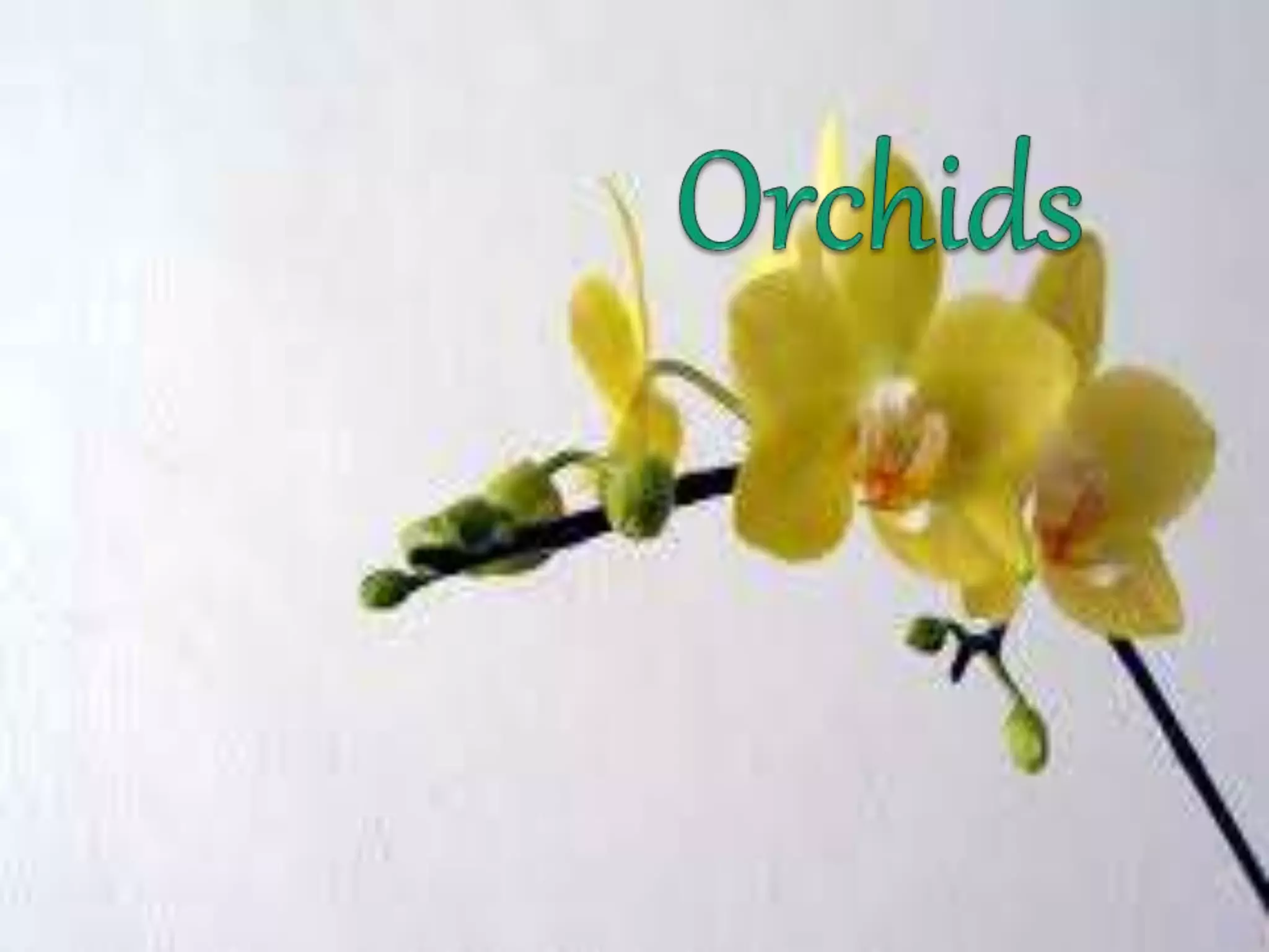 Orchids | PPTX