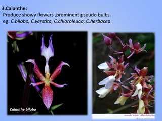 3.Calanthe:
Produce showy flowers ,prominent pseudo bulbs.
eg: C.bilobo, C.verstita, C.chloroleuca, C.herbacea.
Calanthe bilobo
 