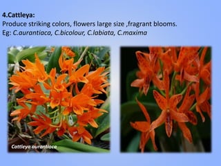 4.Cattleya:
Produce striking colors, flowers large size ,fragrant blooms.
Eg: C.aurantiaca, C.bicolour, C.labiata, C.maxima
Cattleya aurantiaca
 