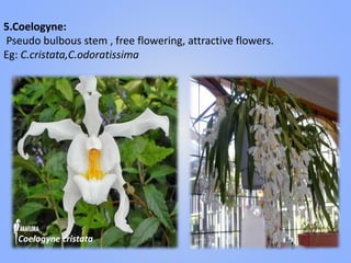 5.Coelogyne:
Pseudo bulbous stem , free flowering, attractive flowers.
Eg: C.cristata,C.odoratissima
Coelogyne cristata
 
