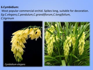 6.Cymbidium:
Most popular commercial orchid. Spikes long, suitable for decoration.
Eg:C.elegans,C.pendulum,C.grandiflorum,C.longifolium,
C.tigrinum
Cymbidium elegans
 