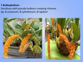 7.Bulbophyllum:
Decidious with pseudo bulbous creeping rhizome.
Eg: B.caryanum, B.cylindracum ,B.rigidum
Bulbophyllum caryanum
 