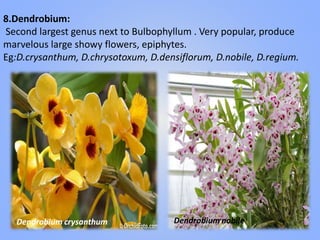 8.Dendrobium:
Second largest genus next to Bulbophyllum . Very popular, produce
marvelous large showy flowers, epiphytes.
Eg:D.crysanthum, D.chrysotoxum, D.densiflorum, D.nobile, D.regium.
Dendrobium crysanthum Dendrobium nobile
 