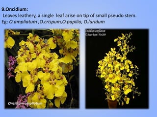 9.Oncidium:
Leaves leathery, a single leaf arise on tip of small pseudo stem.
Eg: O.ampliatum ,O.crispum,O.papilio, O.luridum
Oncidium ampliatum
 