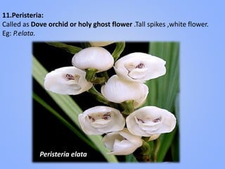 11.Peristeria:
Called as Dove orchid or holy ghost flower .Tall spikes ,white flower.
Eg: P.elata.
Peristeria elata
 