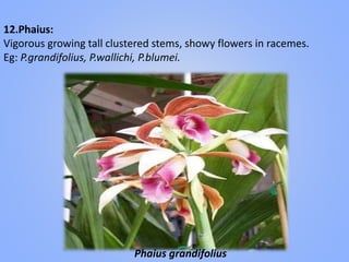 12.Phaius:
Vigorous growing tall clustered stems, showy flowers in racemes.
Eg: P.grandifolius, P.wallichi, P.blumei.
Phaius grandifolius
 