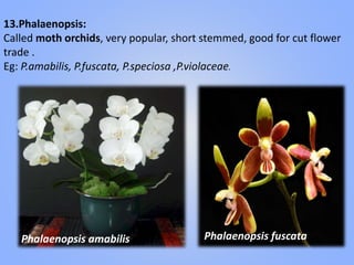 13.Phalaenopsis:
Called moth orchids, very popular, short stemmed, good for cut flower
trade .
Eg: P.amabilis, P.fuscata, P.speciosa ,P.violaceae.
Phalaenopsis amabilis Phalaenopsis fuscata
 