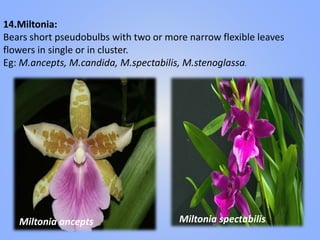 14.Miltonia:
Bears short pseudobulbs with two or more narrow flexible leaves
flowers in single or in cluster.
Eg: M.ancepts, M.candida, M.spectabilis, M.stenoglassa.
Miltonia ancepts Miltonia spectabilis
 