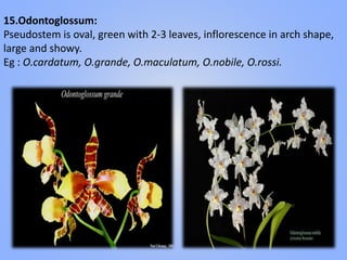 15.Odontoglossum:
Pseudostem is oval, green with 2-3 leaves, inflorescence in arch shape,
large and showy.
Eg : O.cardatum, O.grande, O.maculatum, O.nobile, O.rossi.
 