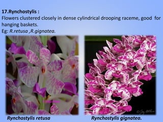 17.Rynchostylis :
Flowers clustered closely in dense cylindrical drooping raceme, good for
hanging baskets.
Eg: R.retusa ,R.gignatea.
Rynchostylis gignatea.Rynchostylis retusa
 