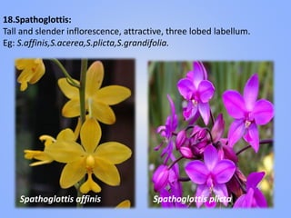 18.Spathoglottis:
Tall and slender inflorescence, attractive, three lobed labellum.
Eg: S.affinis,S.acerea,S.plicta,S.grandifolia.
Spathoglottis affinis Spathoglottis plicta
 
