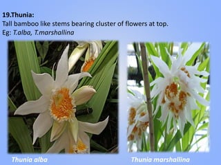 19.Thunia:
Tall bamboo like stems bearing cluster of flowers at top.
Eg: T.alba, T.marshallina
Thunia alba Thunia marshallina
 