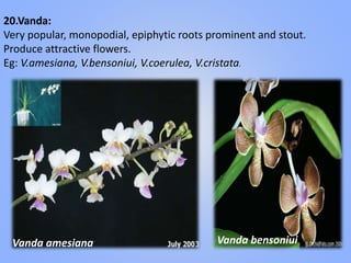 20.Vanda:
Very popular, monopodial, epiphytic roots prominent and stout.
Produce attractive flowers.
Eg: V.amesiana, V.bensoniui, V.coerulea, V.cristata.
Vanda amesiana Vanda bensoniui
 