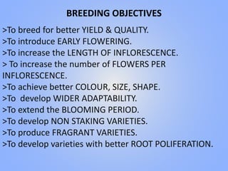 BREEDING OBJECTIVES
>To breed for better YIELD & QUALITY.
>To introduce EARLY FLOWERING.
>To increase the LENGTH OF INFLORESCENCE.
> To increase the number of FLOWERS PER
INFLORESCENCE.
>To achieve better COLOUR, SIZE, SHAPE.
>To develop WIDER ADAPTABILITY.
>To extend the BLOOMING PERIOD.
>To develop NON STAKING VARIETIES.
>To produce FRAGRANT VARIETIES.
>To develop varieties with better ROOT POLIFERATION.
 