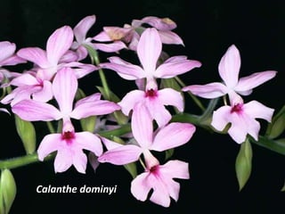 Calanthe dominyi
 