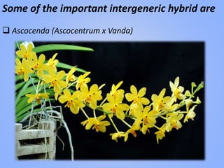 Some of the important intergeneric hybrid are :
 Ascocenda (Ascocentrum x Vanda)
 