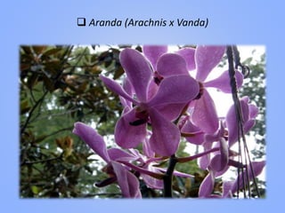  Aranda (Arachnis x Vanda)
 