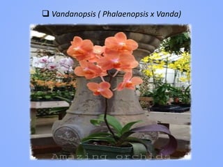  Vandanopsis ( Phalaenopsis x Vanda)
 