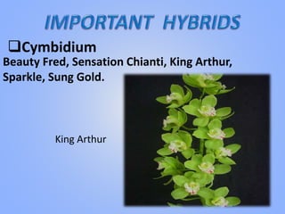 Beauty Fred, Sensation Chianti, King Arthur,
Sparkle, Sung Gold.
Cymbidium
King Arthur
 