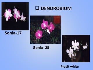 Sonia-17
Sonia- 28
Pravit white
 DENDROBIUM
 