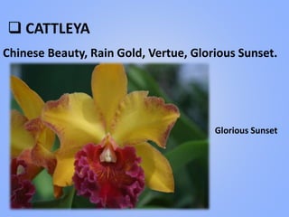  CATTLEYA
Chinese Beauty, Rain Gold, Vertue, Glorious Sunset.
Glorious Sunset
 