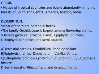 ORIGIN:
• Native of tropical countries and found abundantly in humid
forests of South and Central America, Mexico, India.
DESCRIPTION:
•Most of them are perennial herbs.
•The family Orchidaceae is largest among flowering plants.
•Orchids grow as Terrestial (land), Epiphytic (on trees),
Lithophytic (on rocks) and semi-aquatic.
A}Terrestial orchids- Cymbidium, Paphiopedilum.
B}Epiphytic orchids- Dendrobium, Vanilla, Vanda.
C}Lithophytic orchids- Cymbidium munronianum, Diplomeris
hirsute.
D}Semi-aquatic- Rhizanthelta and Cryptanthemis.
 