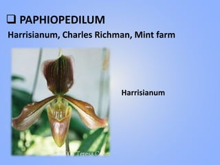  PAPHIOPEDILUM
Harrisianum, Charles Richman, Mint farm
Harrisianum
 