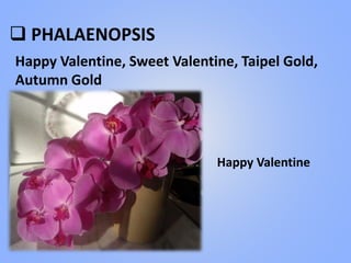  PHALAENOPSIS
Happy Valentine, Sweet Valentine, Taipel Gold,
Autumn Gold
Happy Valentine
 
