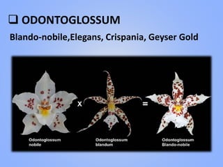  ODONTOGLOSSUM
Blando-nobile,Elegans, Crispania, Geyser Gold
 